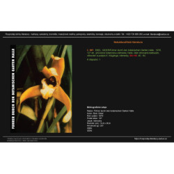 EBEL, GEIER/Führer durch den botanischen Garten Halle