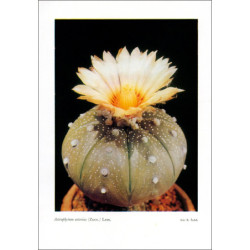 Astrophytum asterias