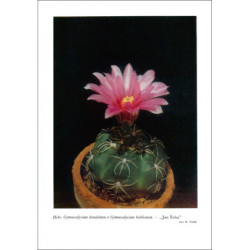 Gymnocalycium denudatum „Jan Šuba"