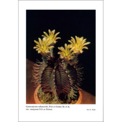 Gymnocalycium mihanovichii v. stenogonum