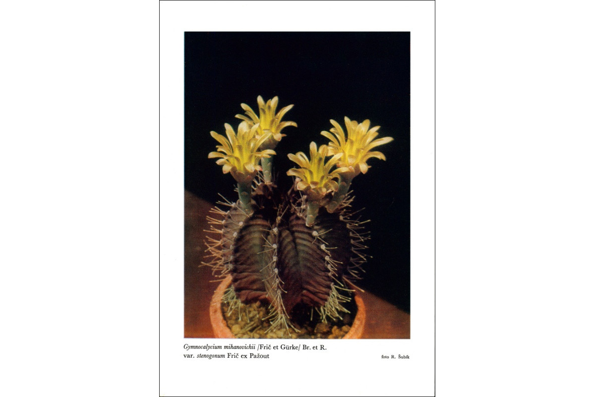 Gymnocalycium mihanovichii v. stenogonum