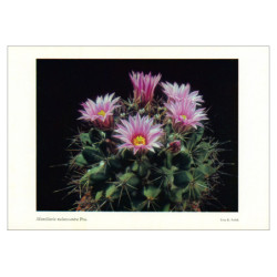 Mammillaria melanocentra