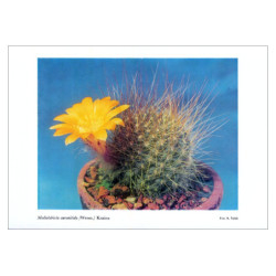 Mediolobivia auranitida