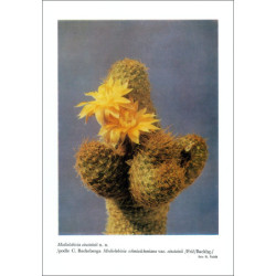 Mediolobivia einsteinii