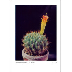 Submatucana aurantiaca